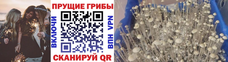 Галлюциногенные грибы MAGIC MUSHROOMS  Купить где  Тверь 